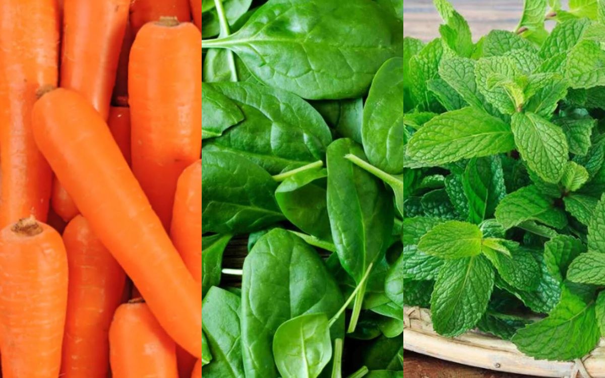 Étal Légumes Frais de Salé