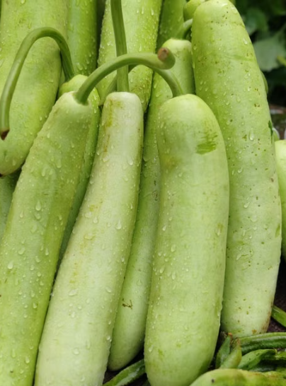 Courgette slaoui