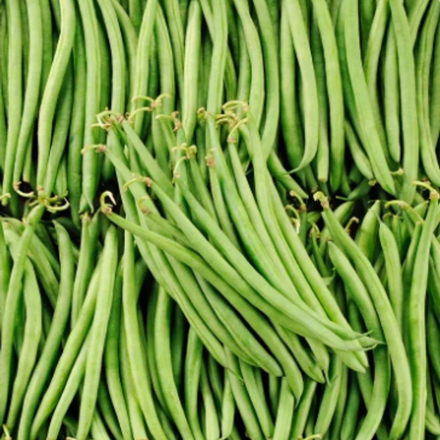 لوبيا خضراء