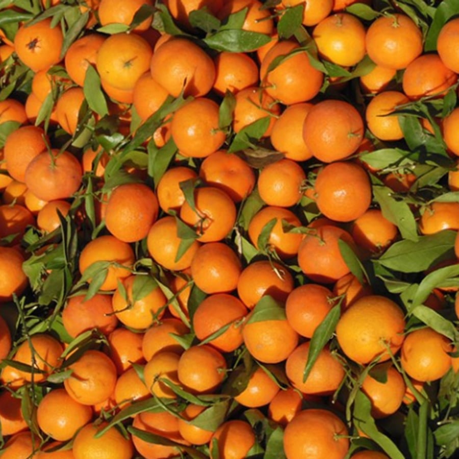 Mandarines