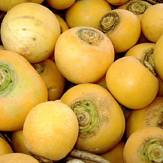 Navet Jaune