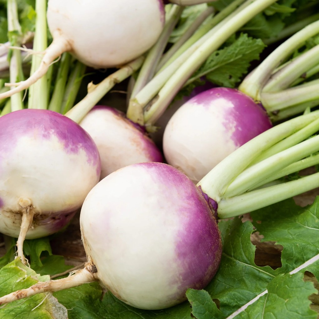 Navet Violet