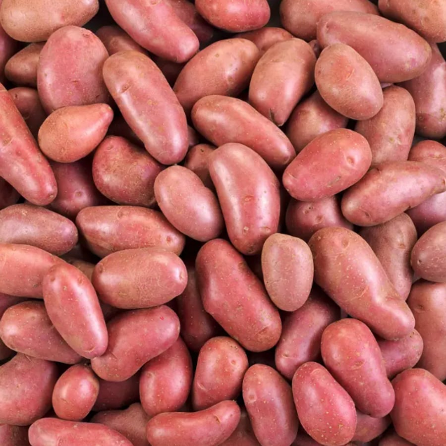 بطاطا حمراء