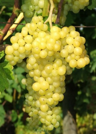 Raisin Blanc Sans Pépins